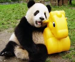 Growing Process From A Baby Panda To A Giant Panda Baby Pandas Panda Giant Panda Panda Bear