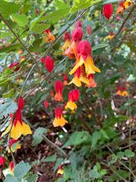 Image result for Abutilon austro-africanum