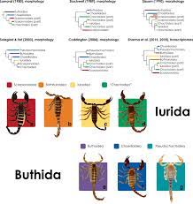 I went to the camel festival this year and someone told me that camels can have many names. Exploring The Evolution And Terrestrialization Of Scorpions Arachnida Scorpiones With Rocks And Clocks Springerlink
