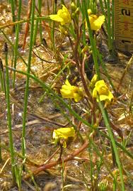 Image result for Utricularia arenaria