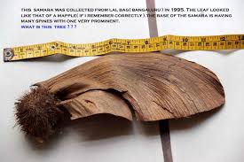 Image result for Centrolobium robustum