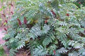 Image result for Melianthus major