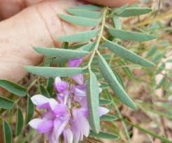 Image result for Indigofera bainesii