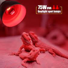 Bearded Dragon Under Night Light