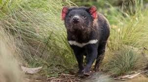 We did not find results for: Tasmanian Devils Reunited With Their Motherland After 3 000 Years