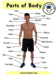 Partes Del Cuerpo En Ingles Y Español - Yahoo Image Search Results | Partes  Del Cuerpo En Ingles, Partes Del Cuerpo Humano, Partes Del Cuerpo