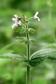 Image result for Achyrospermum aethiopicum