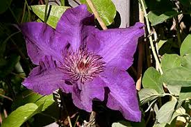 Image result for Clematis simensis