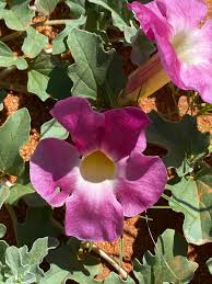 Image result for Harpagophytum procumbens