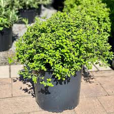 Image result for Spiraea japonica ´Little Princess