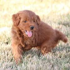 The lodge at shoal creek animal hospital features a 124 run facility for dogs and a separate 18 condominiums for cats. F1 Mini Goldendoodle Puppies