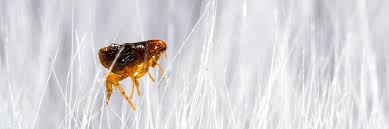 Diy pest control is more than just a fad nowadays. Flea Control How To Get Rid Of Fleas Indoor Outdoor Pet Flea Treatment Guide Solutions Pest Lawn
