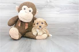 All puppies are from local breeders and have a health guarantee. Cavapoo Puppy