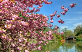Banque de photos printemps et images libres de droits (3 502 102). Partir Au Japon Au Printemps La Saison Ideale