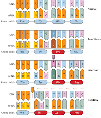 Ttacgcaag the mutated dna segment is ttcgcaag. 17 5 Mutations And Genetic Diseases Chemistry Libretexts