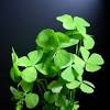 Meaning of clover in english. Https Encrypted Tbn0 Gstatic Com Images Q Tbn And9gcqpdxgglc Axtyv57loywwdqhowxvauqneztodeox4cv1vxsxuc Usqp Cau