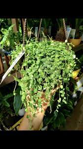 Pin On Plants