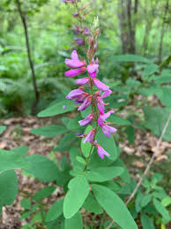 Image result for Desmodium