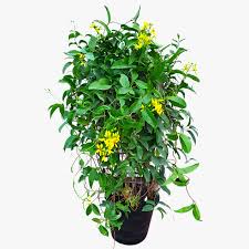 Image result for Tristellateia