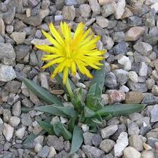 Image result for Hereroa glenensis