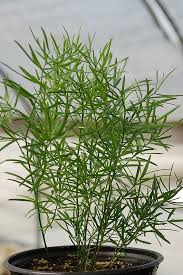 Image result for A. densiflorus Sprengeri