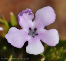 Image result for Teedia lucida