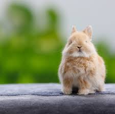 Image result for bunny