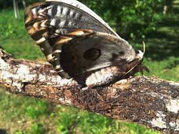 Usain bolt en boite de nuit pour son 30e anniversaire. Grand Paon De Nuit Saturnia Pyri Visiteur De La Nuit Balades Entomologiques