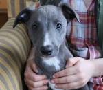 Buy Puppies & Pet Supplies - My Next Puppy Chantilly, Virginia