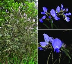 Image result for Indigofera setulosa