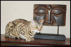 Ce produit n'est plus en stock. Okapi Impala