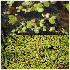 Image result for Scleria polyrrhiza