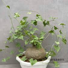 Image result for Oxyanthus goetzei