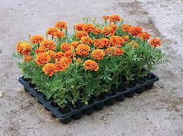 Maybe you would like to learn more about one of these? 5 Reasons To Plant Marigolds With Your Tomato Plants Tomato Bible