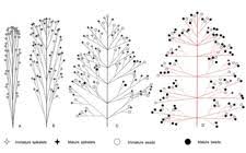 Image result for Eragrostis humidicola