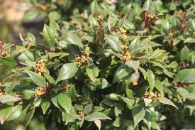 Image result for Trichocladus ellipticus