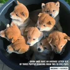Even without training they love being quiet. How To Breed Shiba Inus Health Breeding Practices History Faq