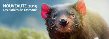 Il attire des milliers de touristes chaque année et pour cause, avec pas. Zoo De Beauval Fondation Jean Moulin