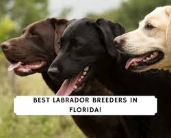 This super adorable chocolate lab puppy is a real superstar! 11 Best Labrador Breeders In Florida 2021 We Love Doodles