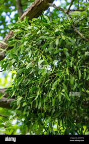 Image result for Viscum subserratum