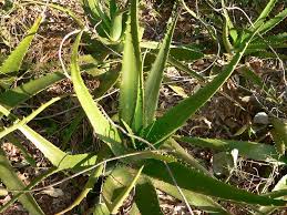 Image result for Aloe christianii