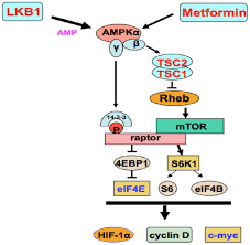 It has been shown that this compound ameliorates hyperglycemia without promoting insulin. Progress In The Application And Mechanism Of Metformin In Treating Non Small Cell Lung Cancer Review