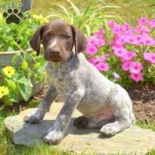 german shorthaired pointer puppies for