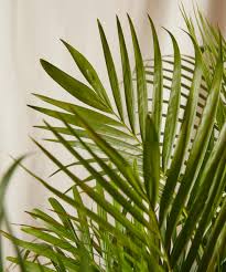 We would like to show you a description here but the site won't allow us. Buy Potted Areca Palm Indoor Plant Bloomscape