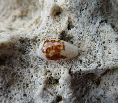 Bistolida Goodallii Tahiti Coquillage Poisson Animaux