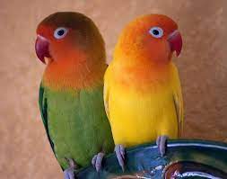Agapornis African Lovebirds Beautiful Birds Love Birds