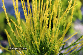 Image result for Vismia orientalis