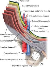 But it's nothing to feel ashamed of. Diagram Of Right Inguinal Canal Anatomy Depicts The Main Elements That Download Scientific Diagram