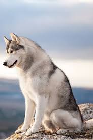 zvere moe sibirskie haski porody sobak milye sobaki