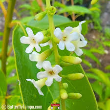 Image result for Citharexylum